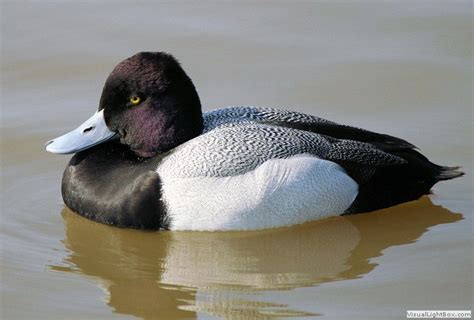 Information and translations of lesser scaup duck in the most comprehensive dictionary definitions resource on the web. The lesser Scaup is smaller but very similar in appearance ...
