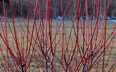 However particularly cold winters in zones 4 may cause loss of much of its. Buy Dappled Willow Tree For Sale Online From Wilson Bros ...
