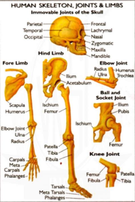 Human Skeleton Joints And Limbs Chart