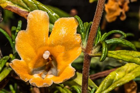 Plant Of The Month Sticky Monkey Flower