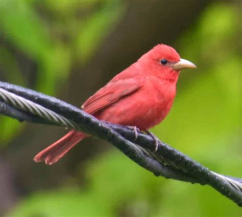 7 Birds That Look Like Cardinals But Are Not With Side By Side Photos