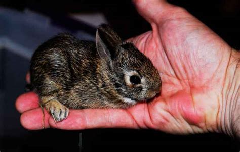 16 Interesting Facts About Baby Rabbits Petanew