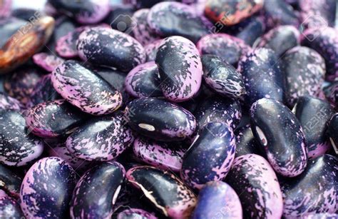 Scarlet Runner Bean Facts And Health Benefits