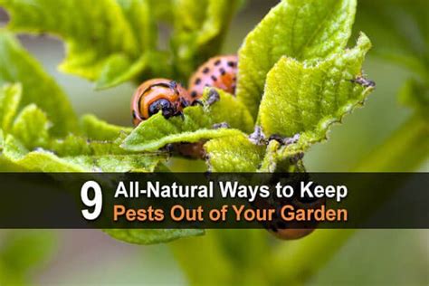 9 All Natural Ways To Keep Pests Out Of Your Garden In 2020 Garden