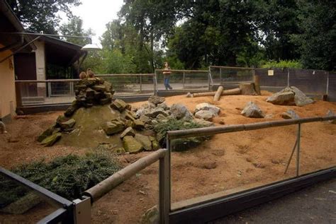 Meerkat Enclosure At Solingen Tierpark Fauna Gallery Zoo Animals