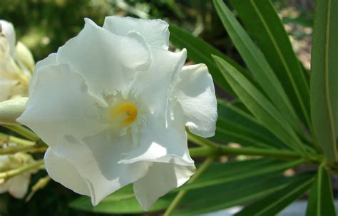 White Oleander 1 Free Photo Download Freeimages