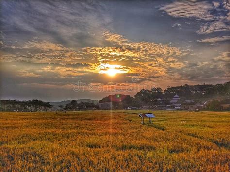 Sunset Photo Of Agrarian Rice Fields Landscape In The Village Of