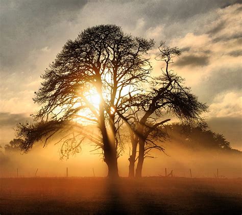 Crack Of Dawn Dawn Rays Nature Morning Trees Lights Landscape