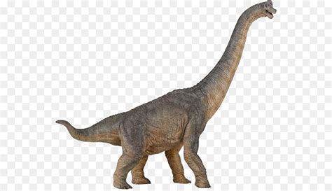 Rhamphorhynchus Apatossauro Dinossauro Png Transparente Grátis