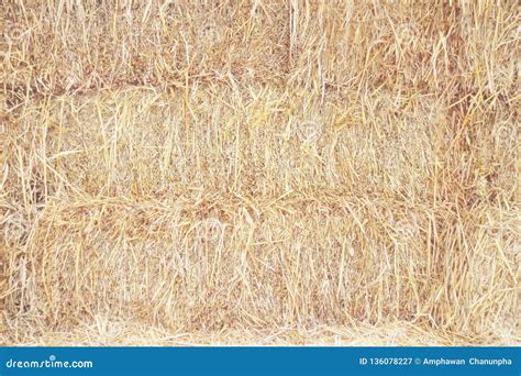 Dried Straw Texture For Background Natural Rural Patterns Stock Image