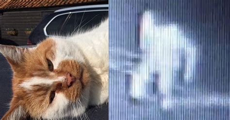 Horrific Cctv Footage Shows Cat Being Shot And Stamped To Death Metro