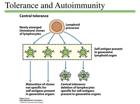 Ppt Tolerance And Autoimmunity Powerpoint Presentation Free Download