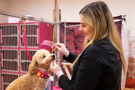 Wipe Your Paws Dog Grooming Parlour - Visit New Ross