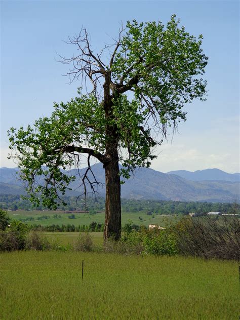 Lone Old Cottonwood Tree Picture Free Photograph Photos Public Domain