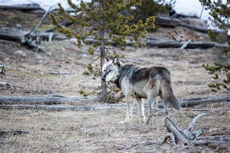 Wolves Prowling Image Eurekalert Science News Releases