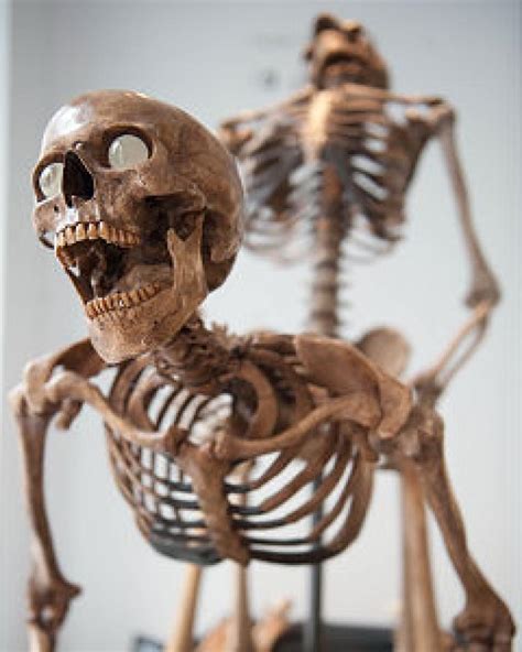 Skeletons In Sexual Positions Put On Display Ny Daily News
