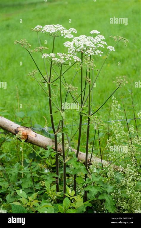 Hogweed Heracleum Mantegazzianum Apiaceae Known As Cartwheel Flower