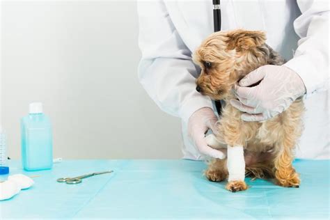 How To Treat Bite Wounds In Dogs Vetrix Inc