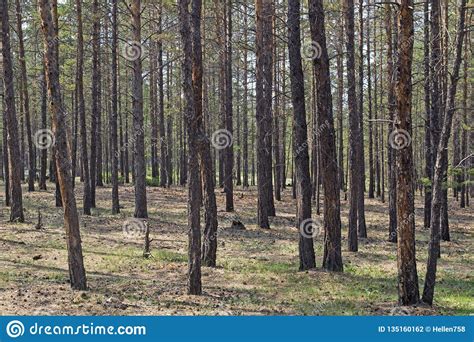 Trees Grow In A Pine Forest Stock Photo Image Of Green Trunks 135160162