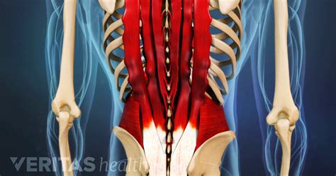 The extensor muscles are attached to back of female torso musculature labelled back muscles anatomy. Lower Right Back Pain: Tissues & Spinal Structures