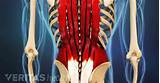Back pain is common and might be caused by a problem with a muscle. Lower Right Back Pain: Tissues & Spinal Structures