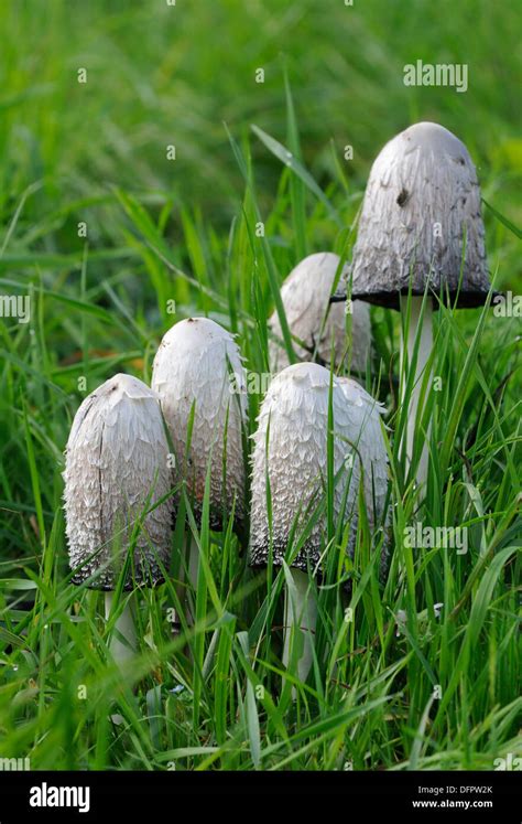 Shaggy Ink Cap Fungi Coprinus Comatus In Grass Stock Photo Alamy
