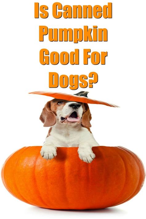 Is Canned Pumpkin Good For Dogs Can Dogs Eat Pumpkin Canned Pumpkin