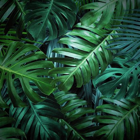 Tropical Leaves Background Photograph By Natee Srisuk Pixels