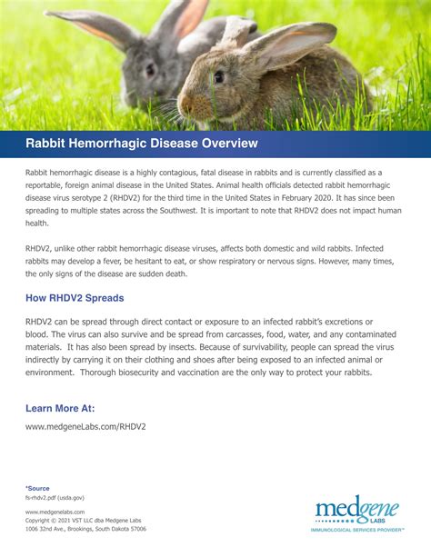 Rabbit Health Care And Behavior The Bunny Bunch