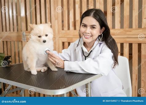 Young Female Veterinarian With Stethoscope Examining Dog In Vet Clinic