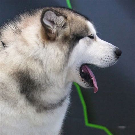 All photos and information are property of harvest moon malamutes when you buy your harvest moon giant malamute you will not. Pin by dog_love on Alaskan Malamute | Alaskan malamute ...