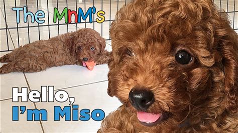 Miso, anak anjing red toy poodle paling rusuh - YouTube
