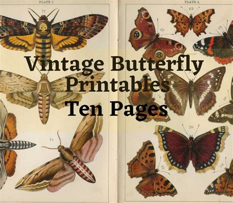 Vintage Butterflies Moths Insects Printables 300dpi Etsy