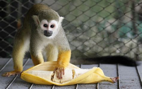 Banana Ban Monkeys At British Zoo Miss Out On Too Sweet Treats Nbc News