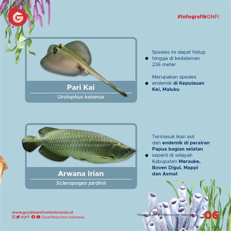Sebutkan Jenis Ikan Yang Hidup Di Indonesia Berdasarkan Ekologinya My