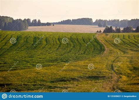 Beautiful Summer Landscape With Field And Flowers Green Landscape Lit
