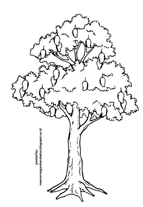 Pohon Mewarnai Sketsa Apel Mewarna Mangga Beringin Menggambar Latihan