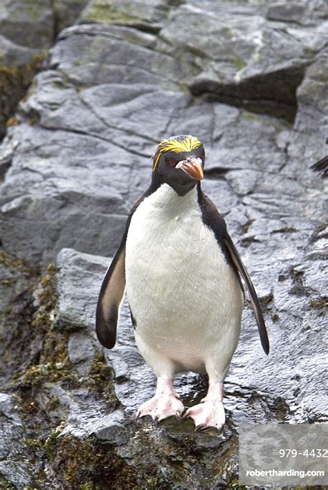 Macaroni Penguins Eudyptes Chrysolophus On Stock Photo