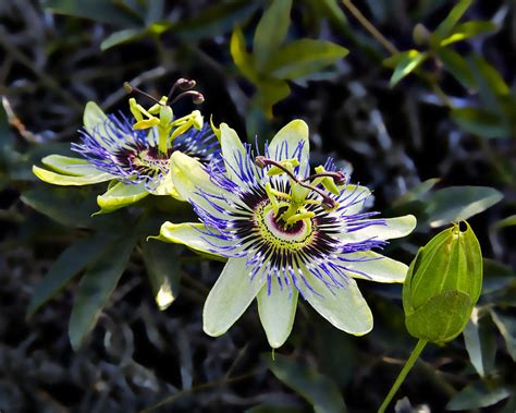 Blue Passion Flower Photograph By Kelley King Fine Art America