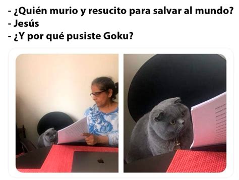 21 Memes Del Gato Y La Señora