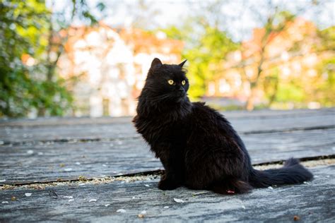 8 Majestic And Breathtaking Black Smoke Cat Breeds