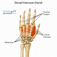 Dorsal Interosseous Muscles | mail.napmexico.com.mx