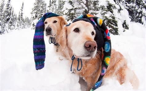 Humor Dogs Canines Funny Winter Snow Face Eyes Wallpapers Hd