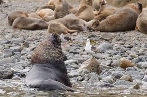 Punta Arenas Walk With Penguins On Magdalena And Marta Island Getyourguide