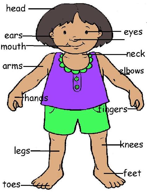 Body Part For Nursery Clip Art Library