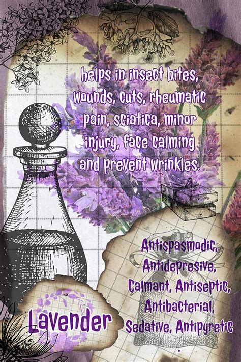 Lavender Vintage Herbal Page Photograph By Ana Naturist Fine Art America