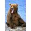 Yawning Grizzly Bear Sitting By Waters Photograph Thomas Kitchin 