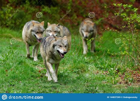 Wolf Packs In Forest Gray Wolf Canis Lupus In The Spring Light In