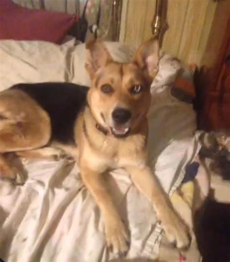 ▪ petsmart at 300 n. Adopt Ginger( mans best friend) on Petfinder | German ...
