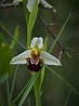 Orquídeas salvajes | Orquídea salvaje, Orquideas, Salvajes